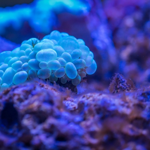 bubble-coral-close-up